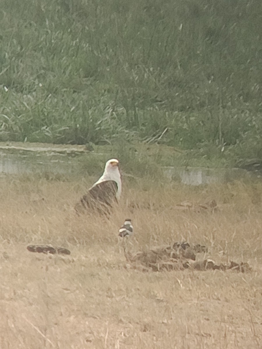 African Fish-Eagle - ML647355550