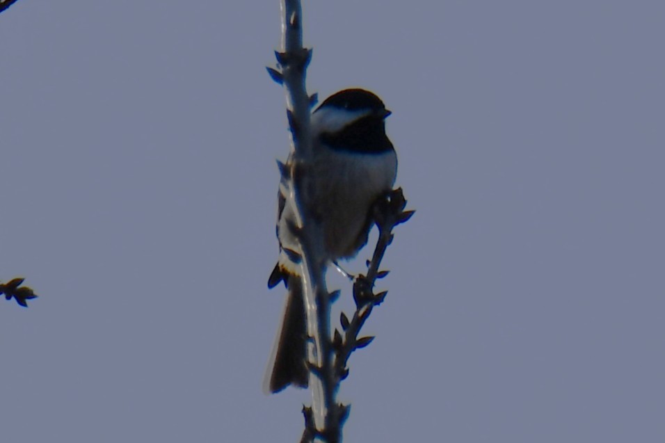 Carolina Chickadee - ML647355551