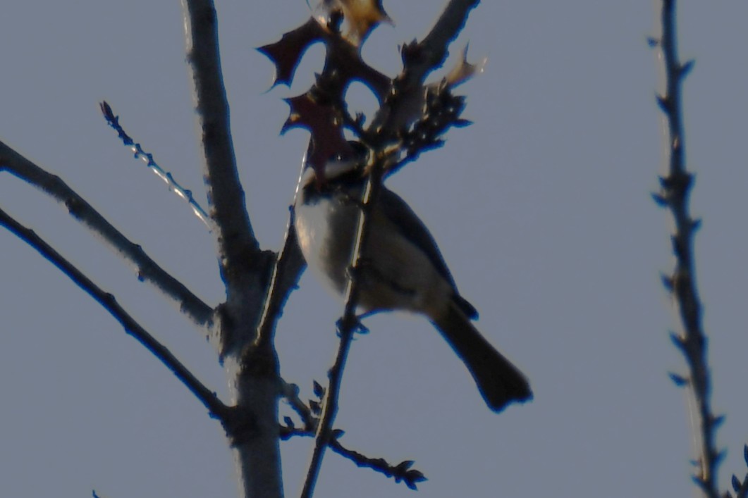 Carolina Chickadee - ML647355552