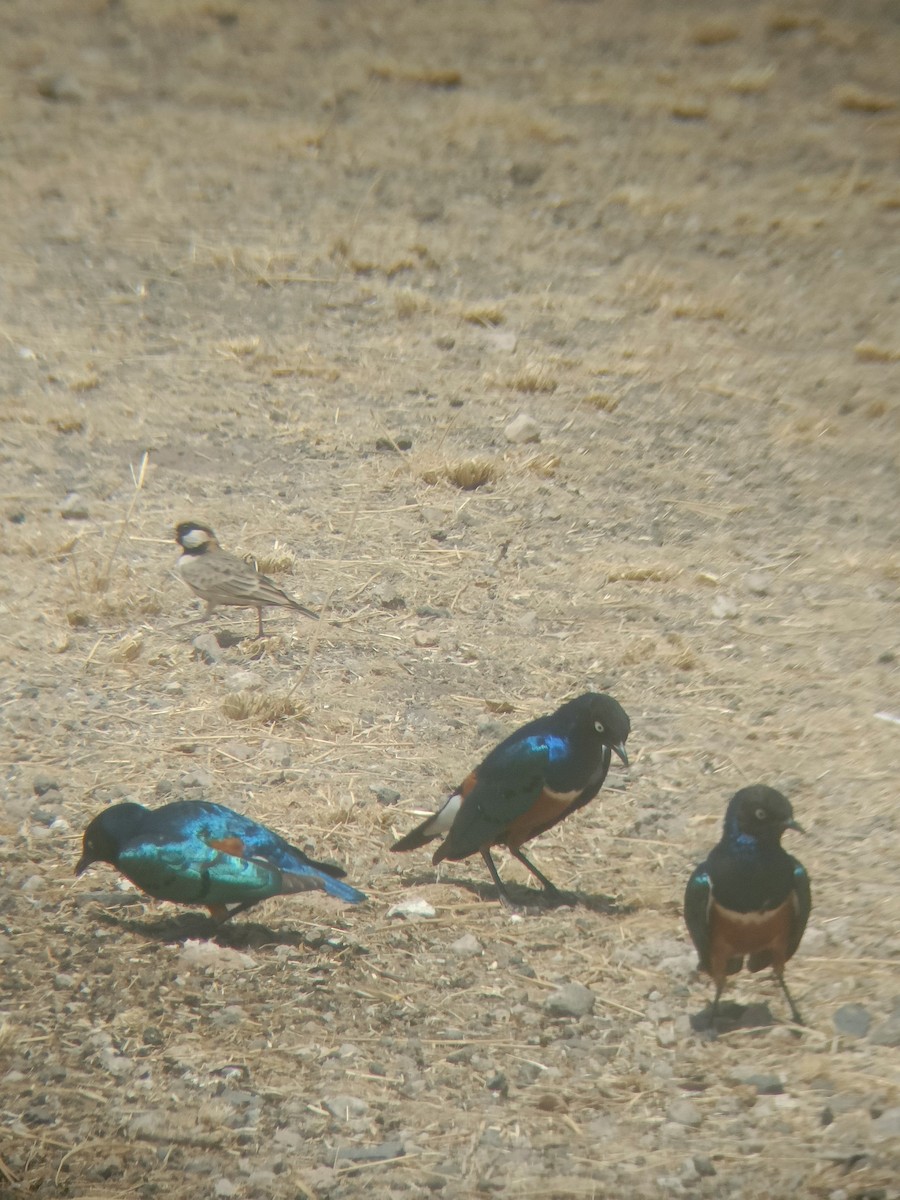 Superb Starling - ML647355554