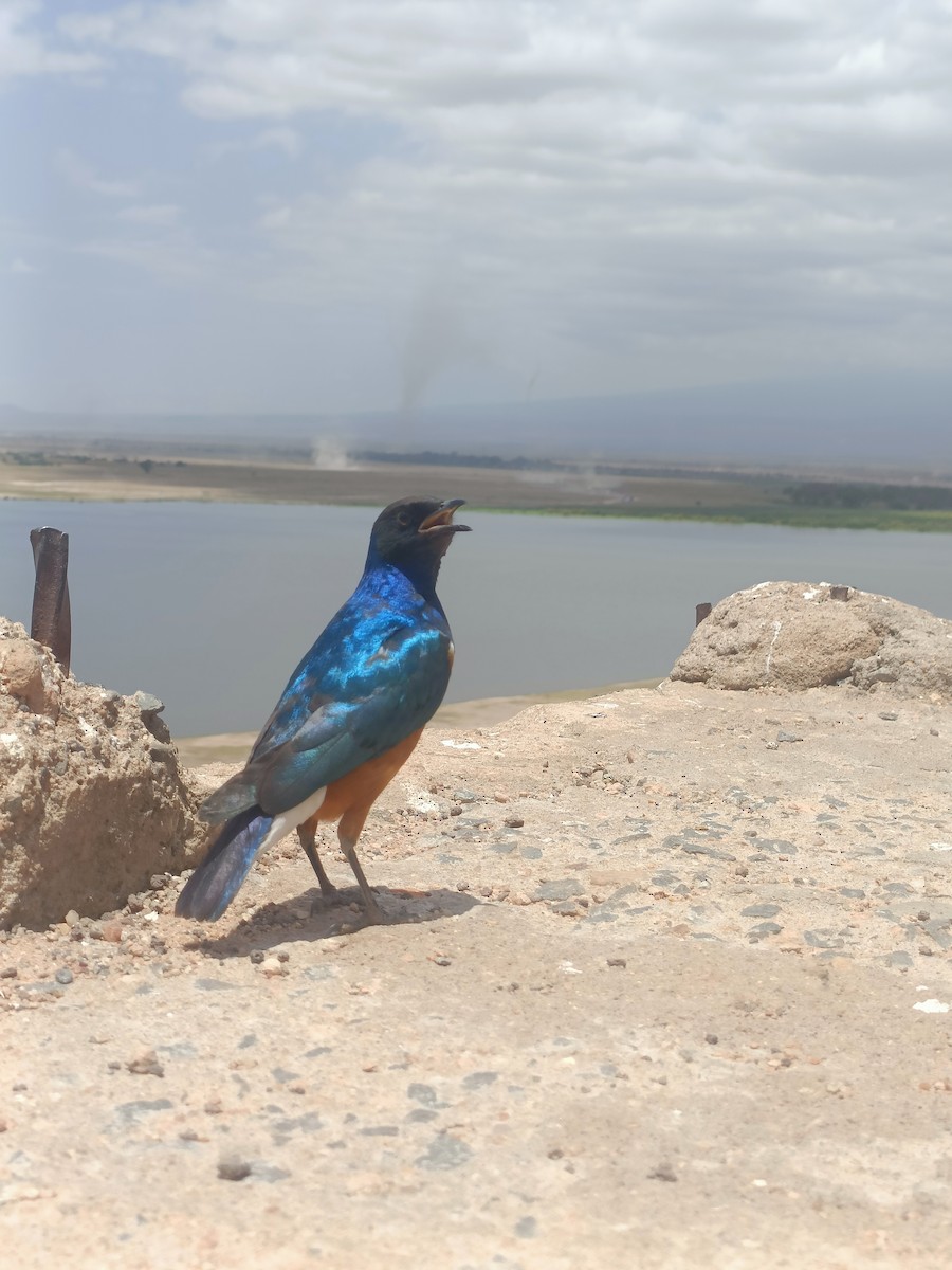 Superb Starling - ML647355555