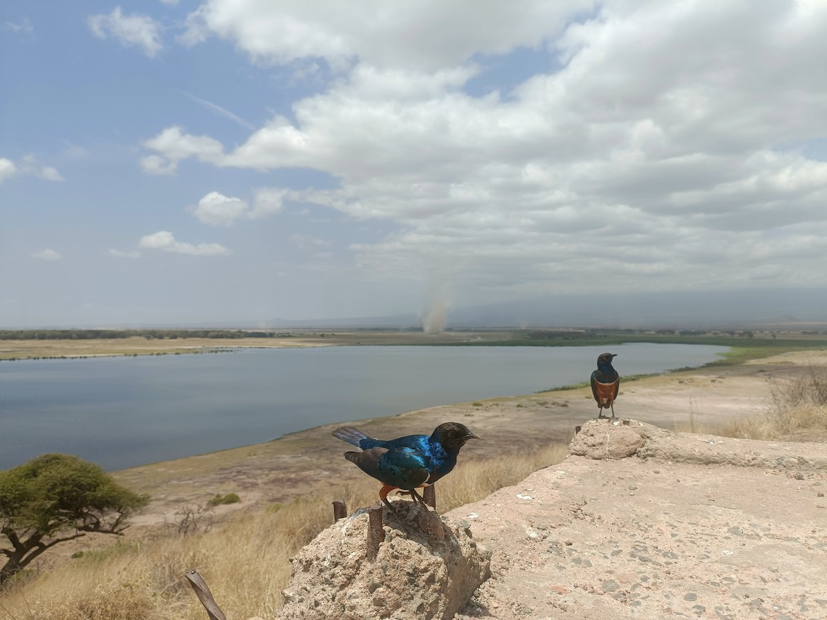 Superb Starling - ML647355556