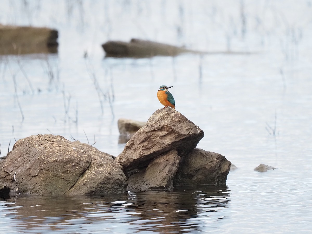 שלדג גמדי - ML647355557