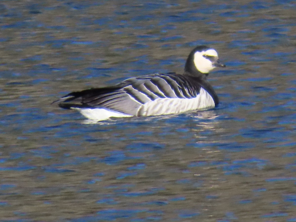 Barnacle Goose - ML647355562