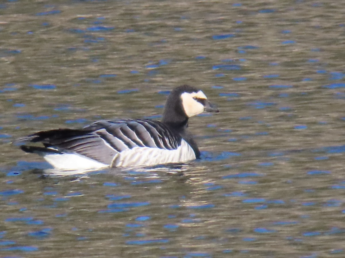 Barnacle Goose - ML647355563