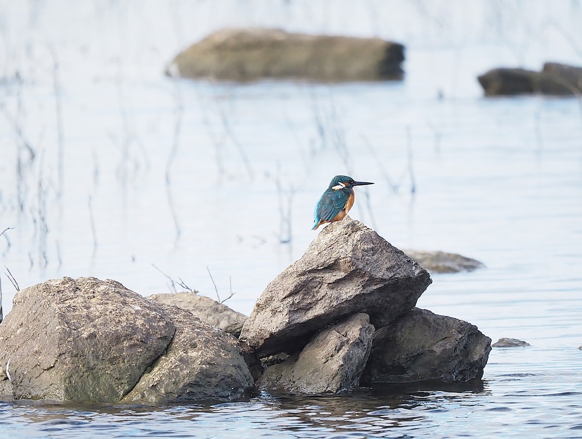 שלדג גמדי - ML647355568