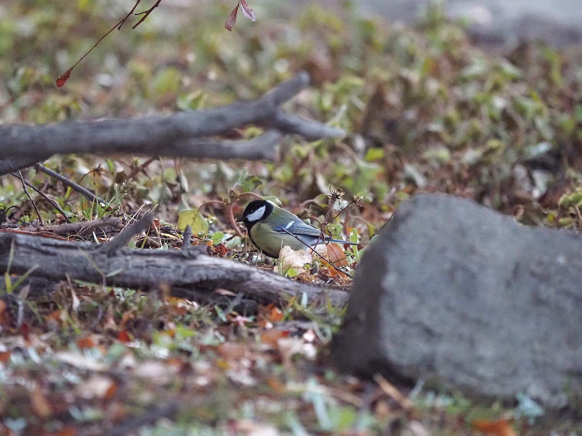 ירגזי מצוי - ML647355589