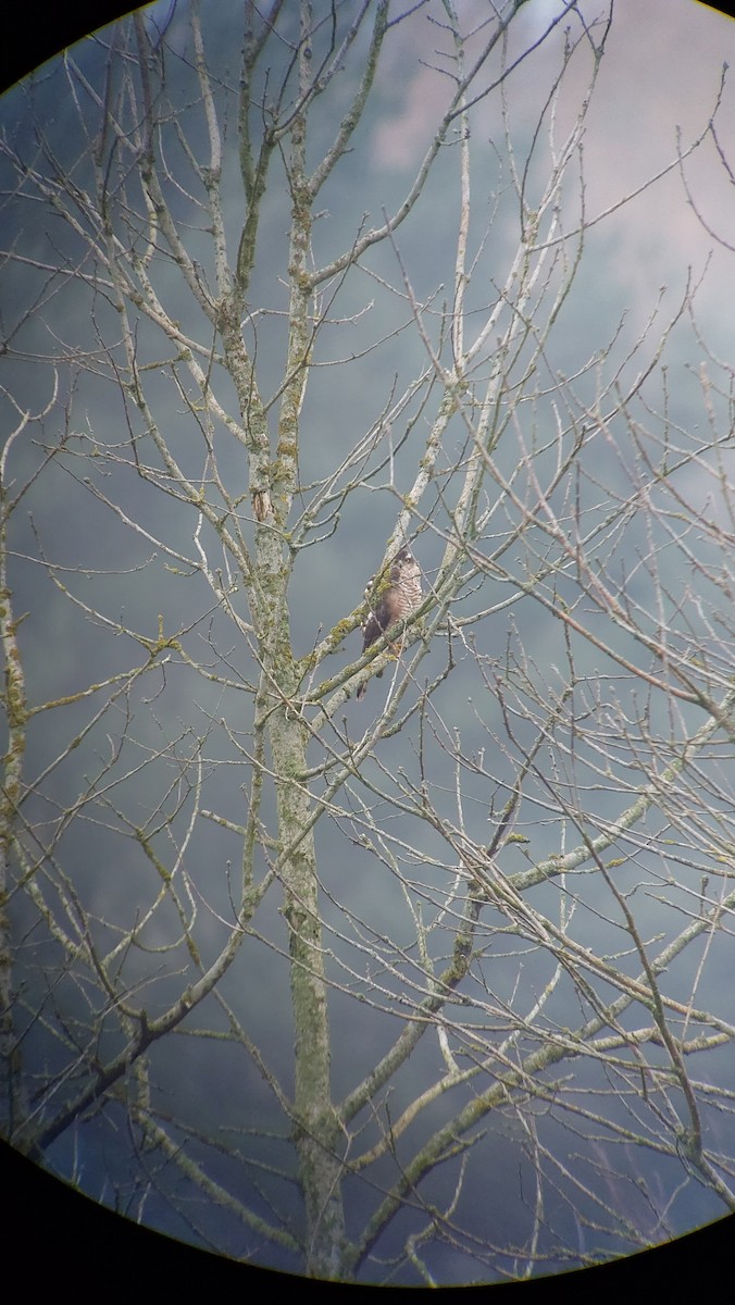 Eurasian Sparrowhawk - ML647355597