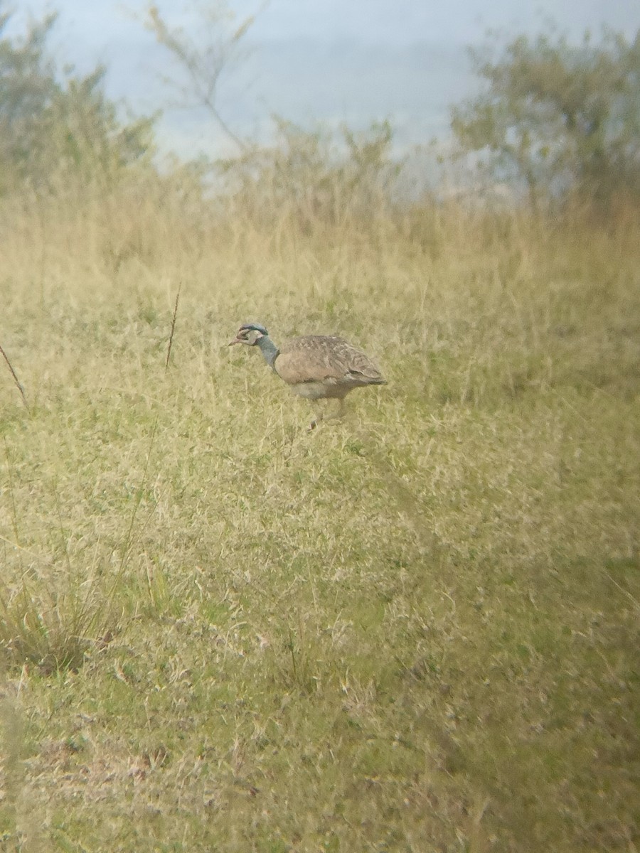 White-bellied Bustard - ML647355600
