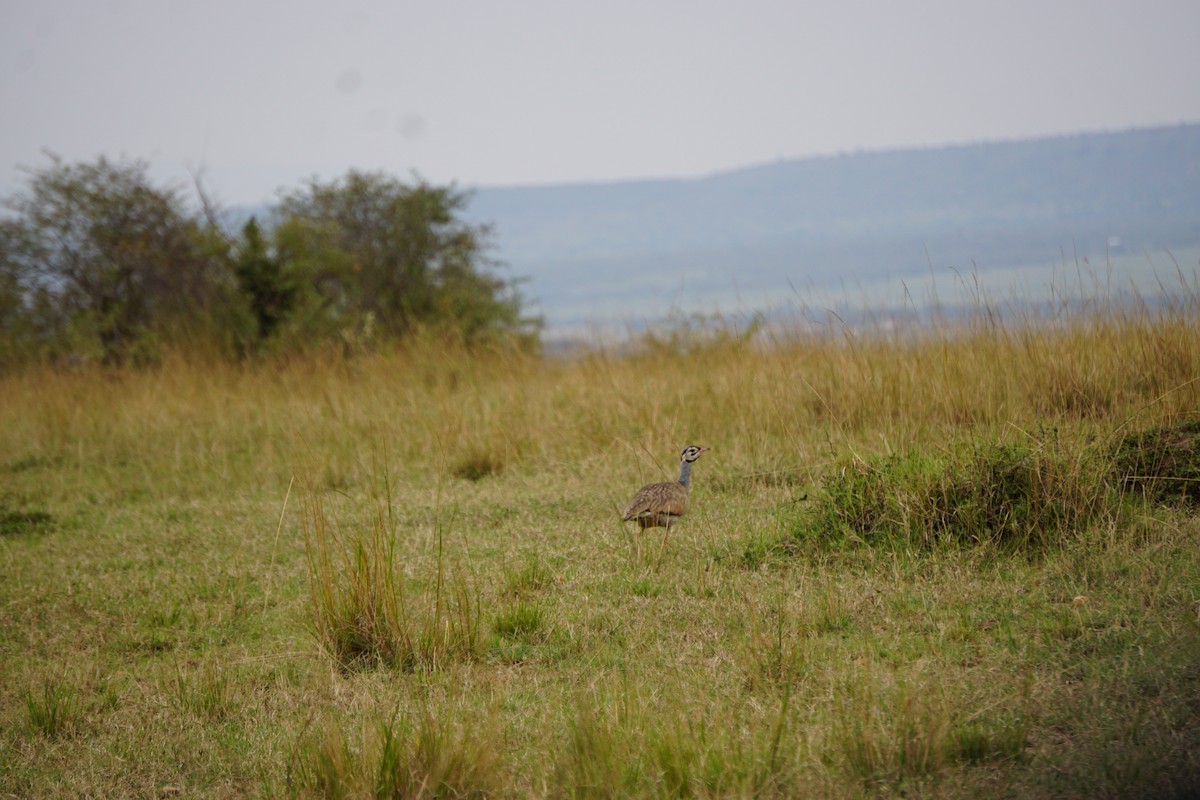 White-bellied Bustard - ML647355601