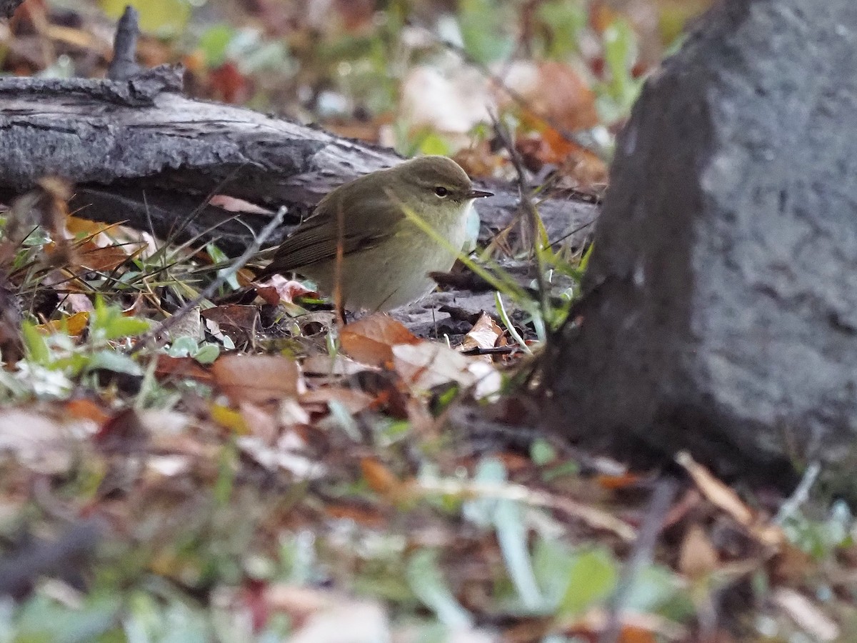 עלווית חורף - ML647355603