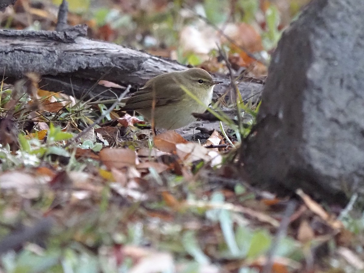 עלווית חורף - ML647355610
