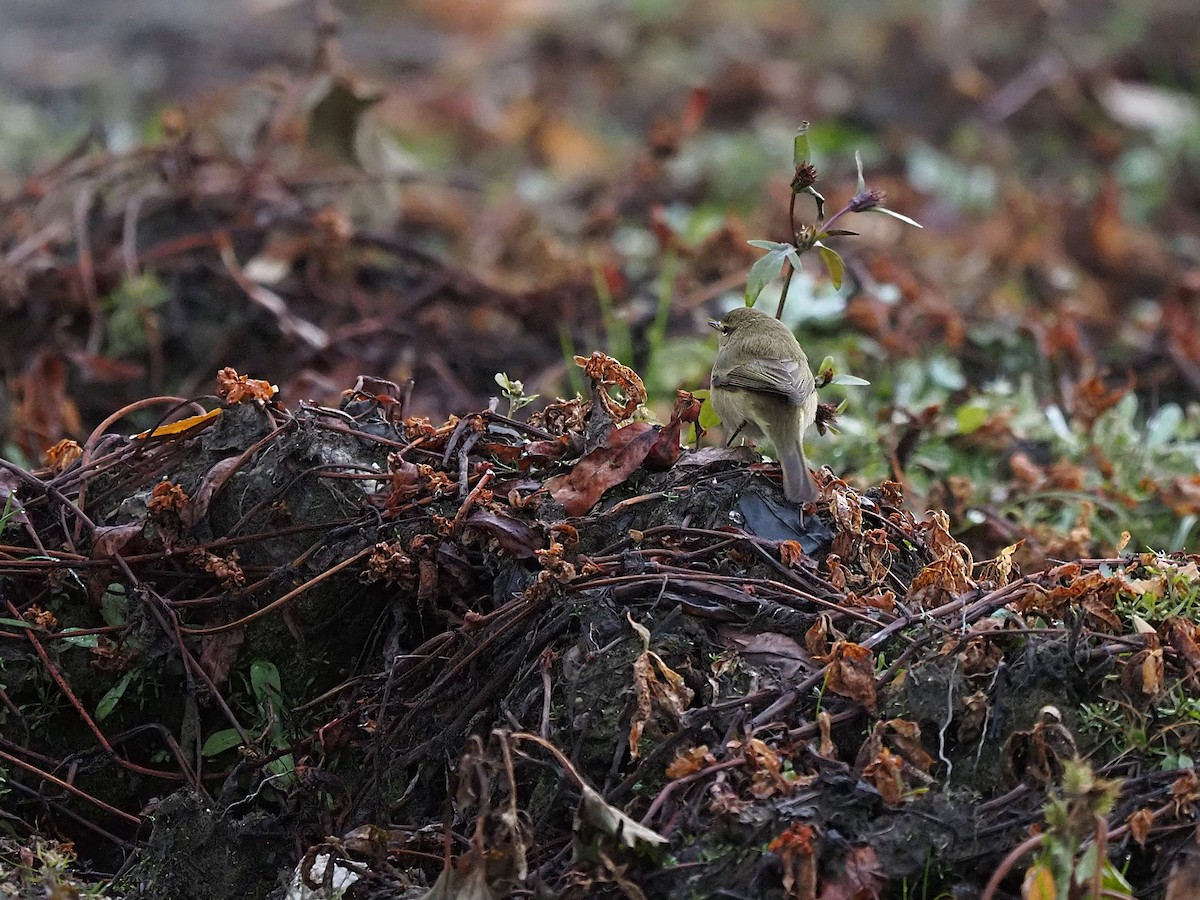 עלווית חורף - ML647355618