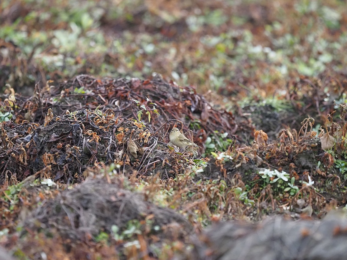 עלווית חורף - ML647355624