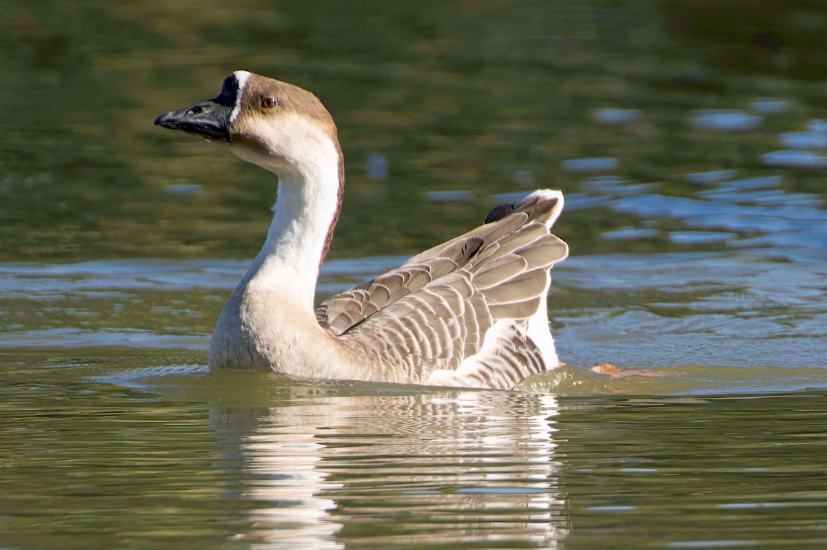 Гуска китайська (свійська) - ML647355625