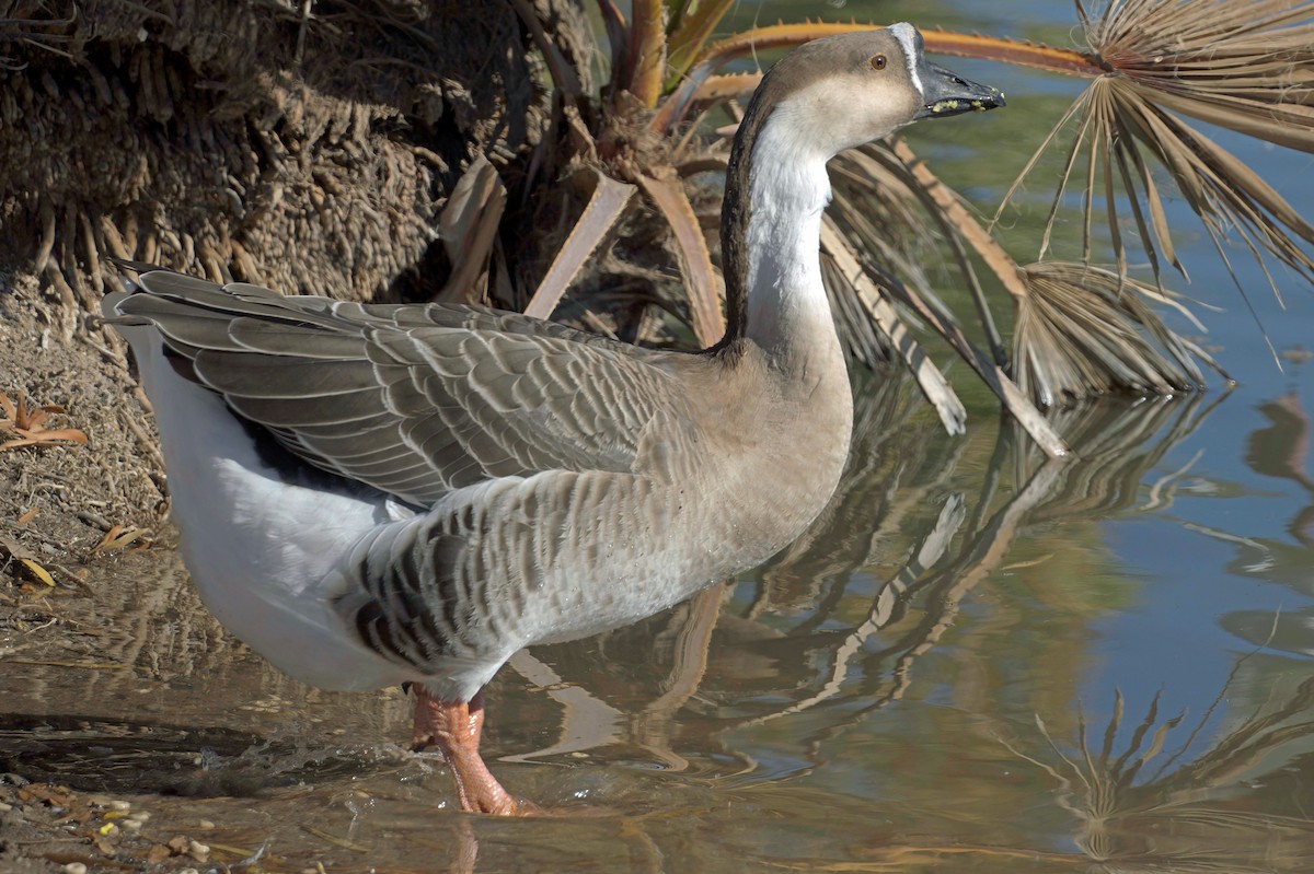 Гуска китайська (свійська) - ML647355626