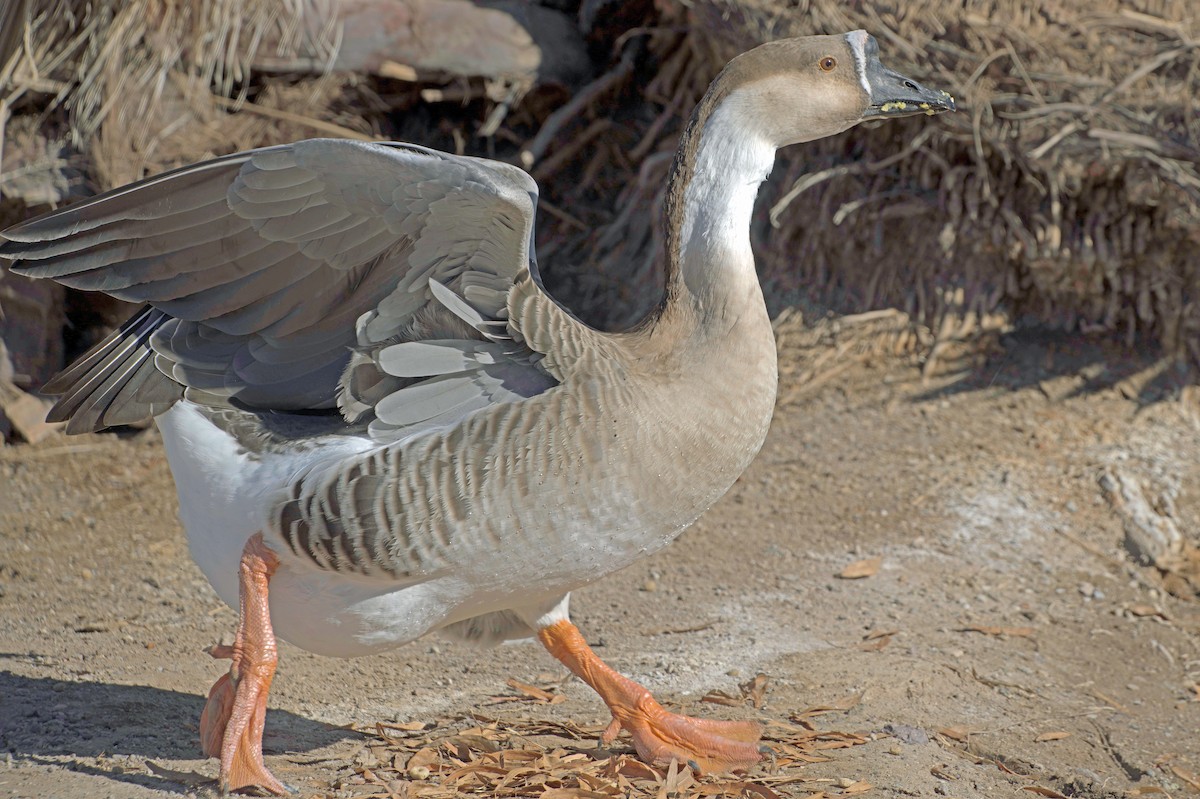 Гуска китайська (свійська) - ML647355627