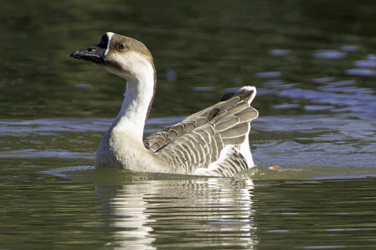 Гуска китайська (свійська) - ML647355628