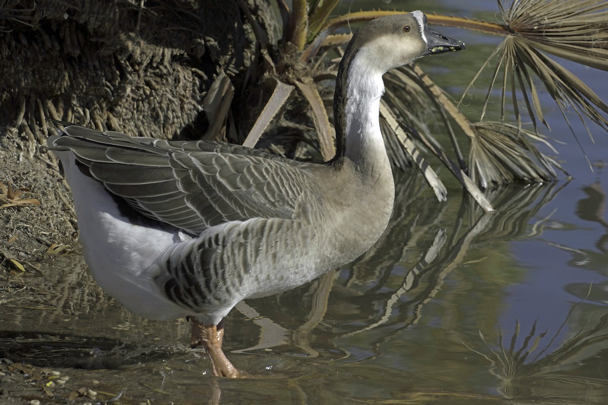 Гуска китайська (свійська) - ML647355629