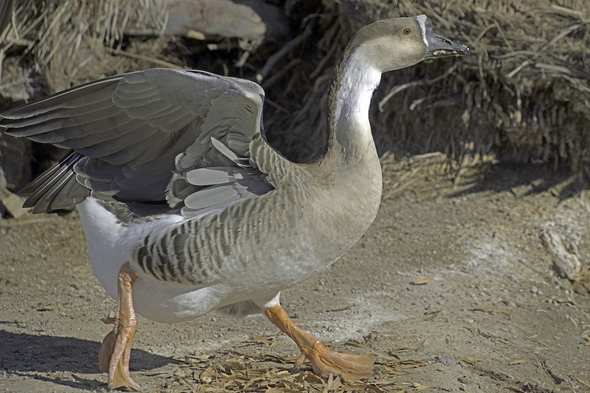 Гуска китайська (свійська) - ML647355630