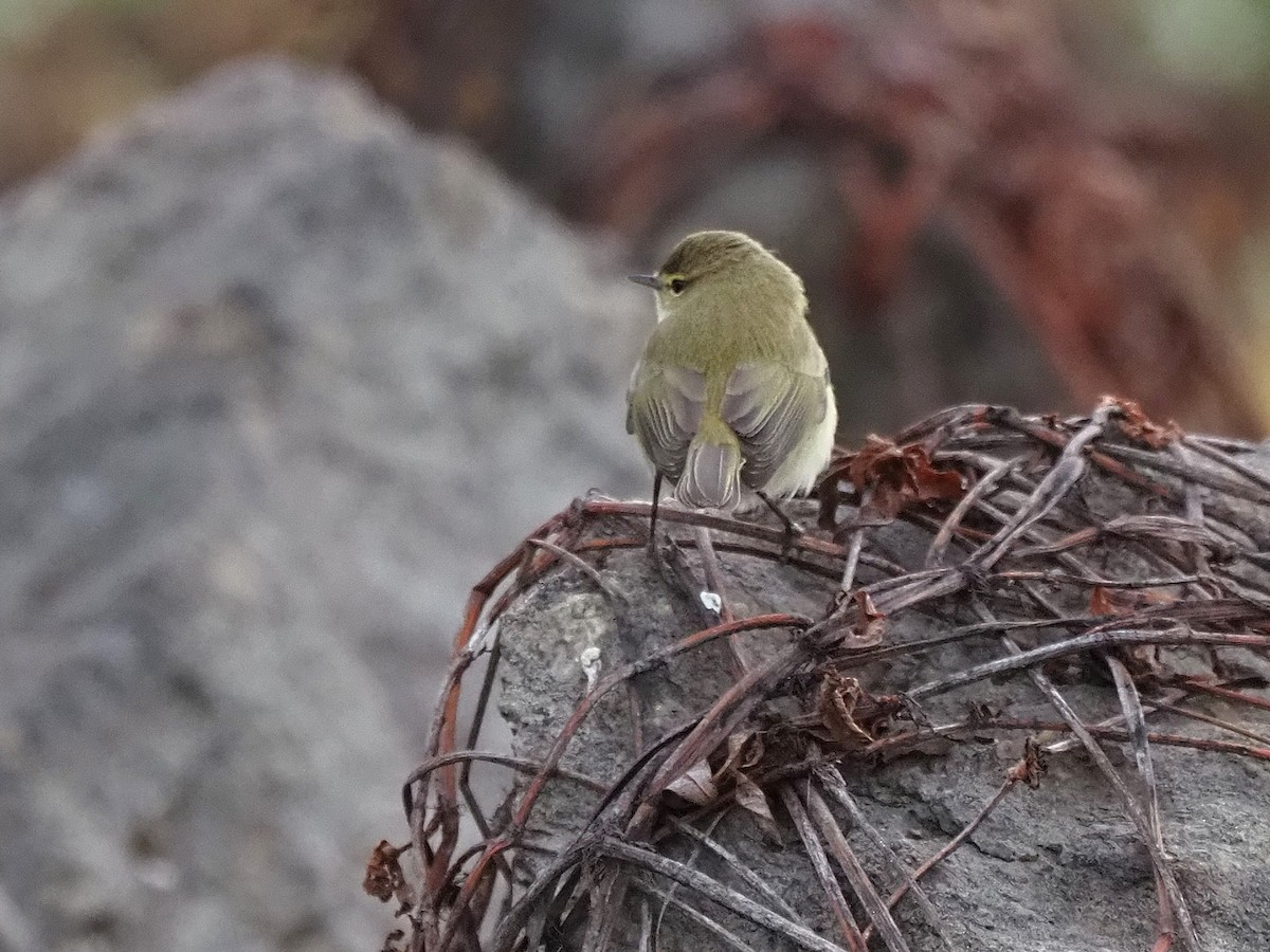 עלווית חורף - ML647355632