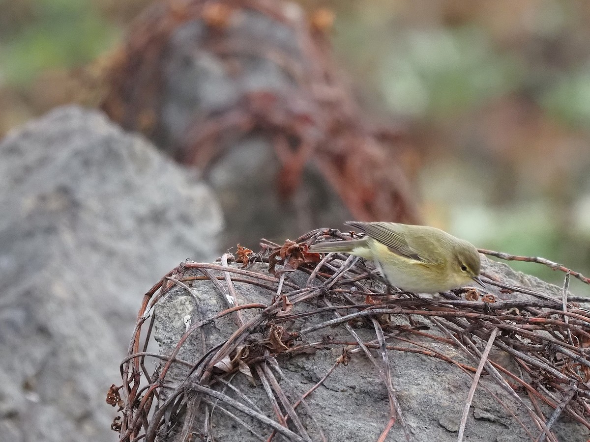 עלווית חורף - ML647355642