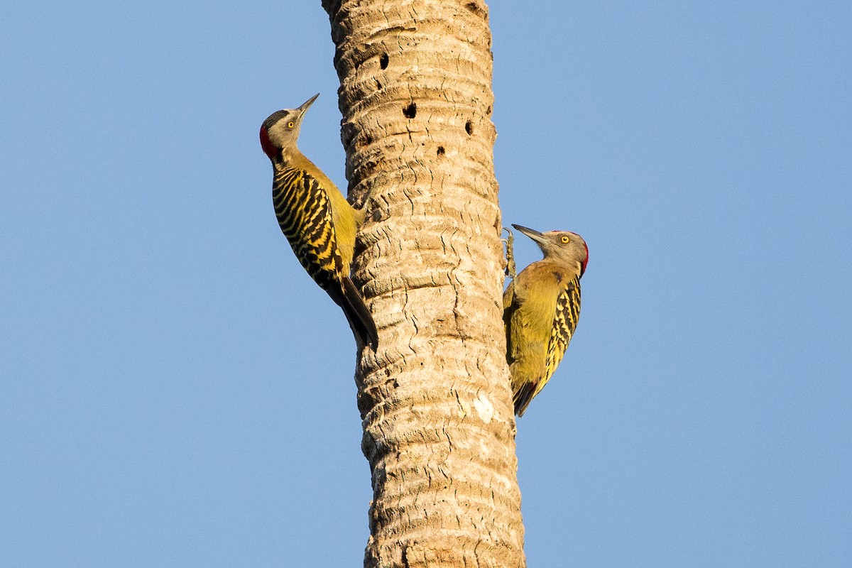 Hispaniolan Woodpecker - ML647355644