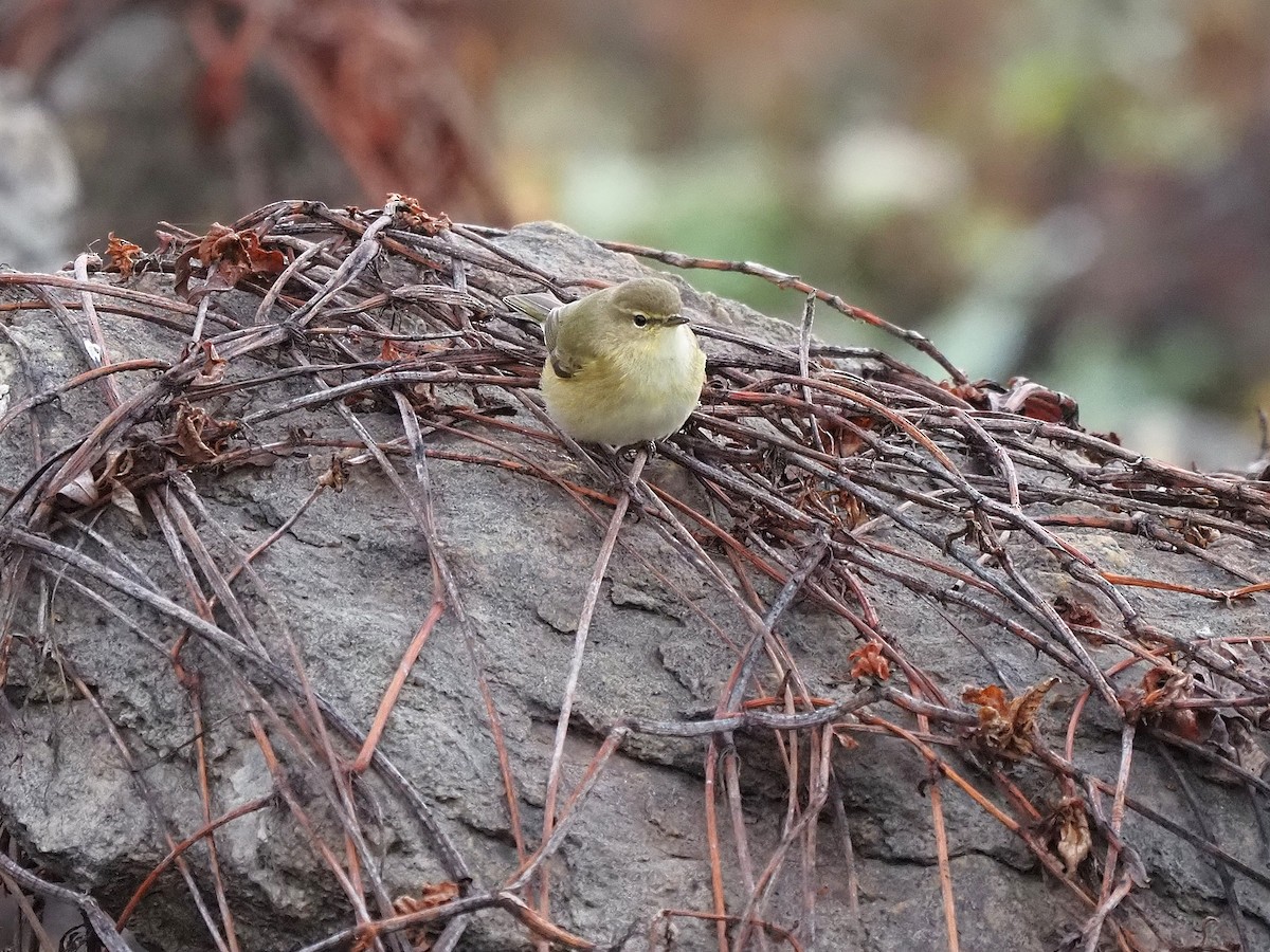 עלווית חורף - ML647355648