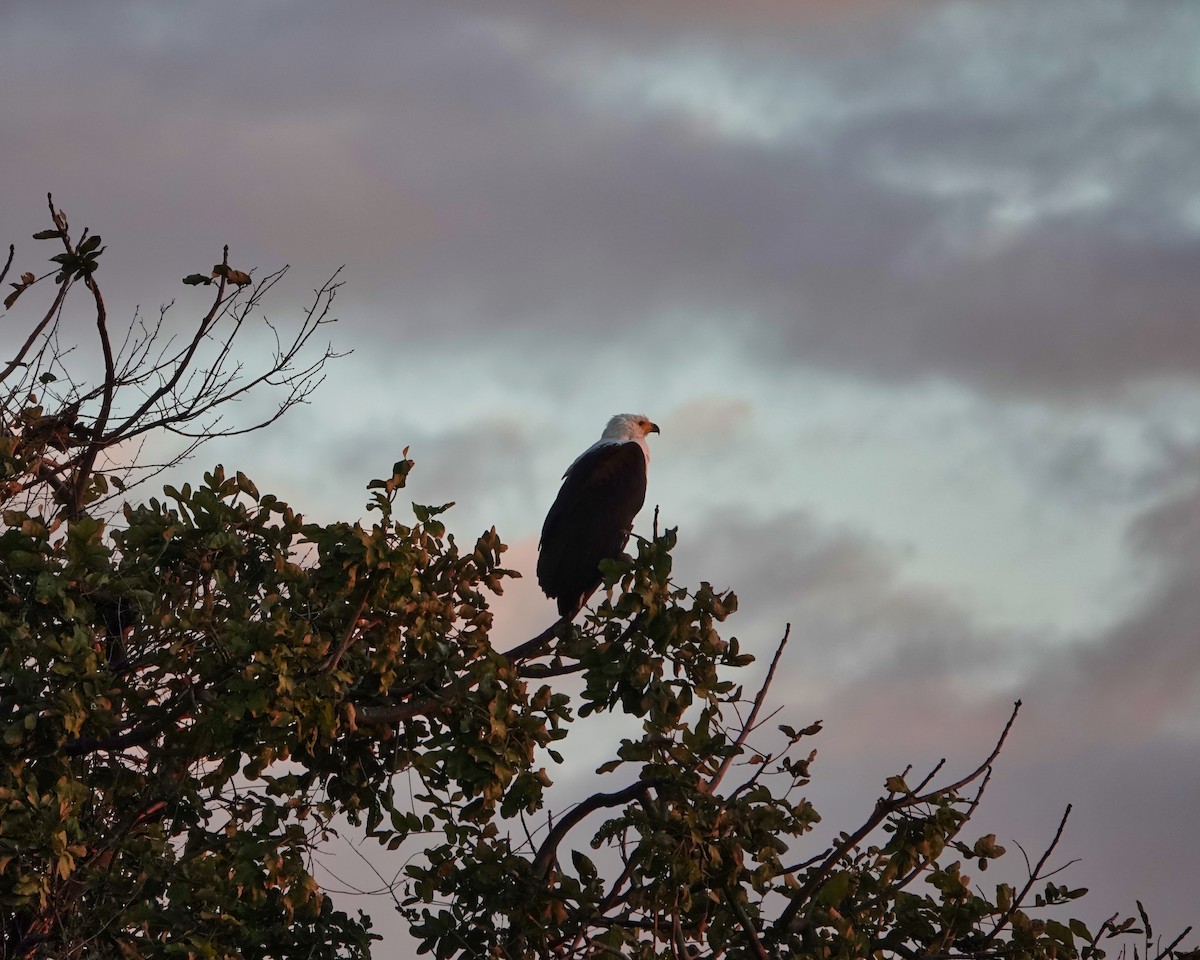 flodørn - ML647355661