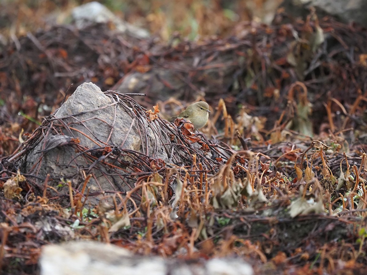 עלווית חורף - ML647355662