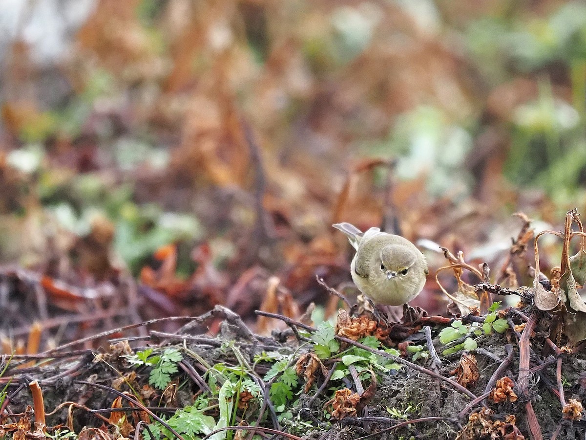 עלווית חורף - ML647355665