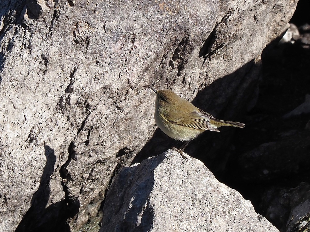 עלווית חורף - ML647355670