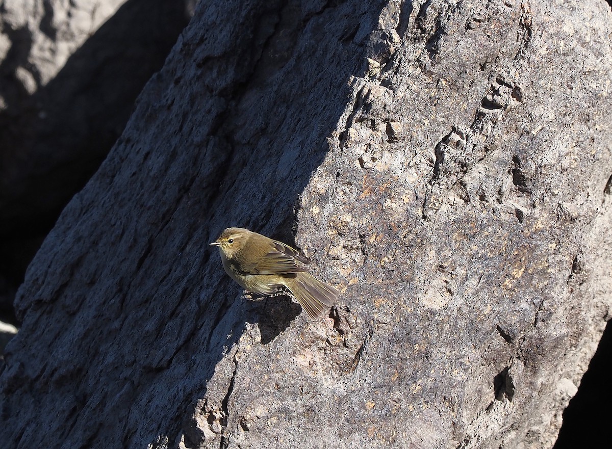 עלווית חורף - ML647355674