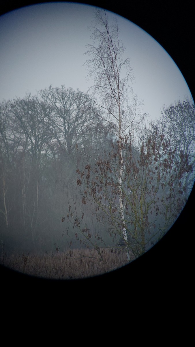 Eurasian Sparrowhawk - ML647355682