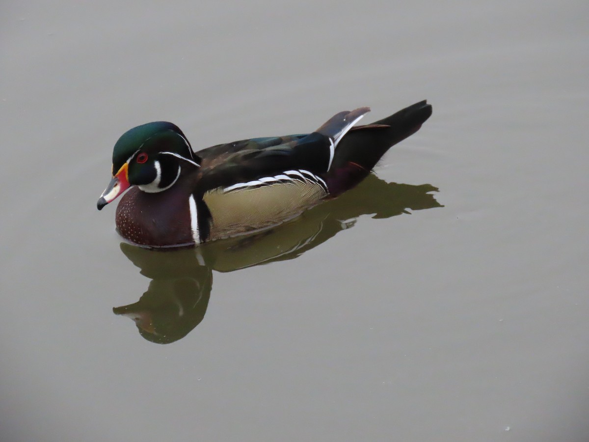 Canard branchu - ML647355683