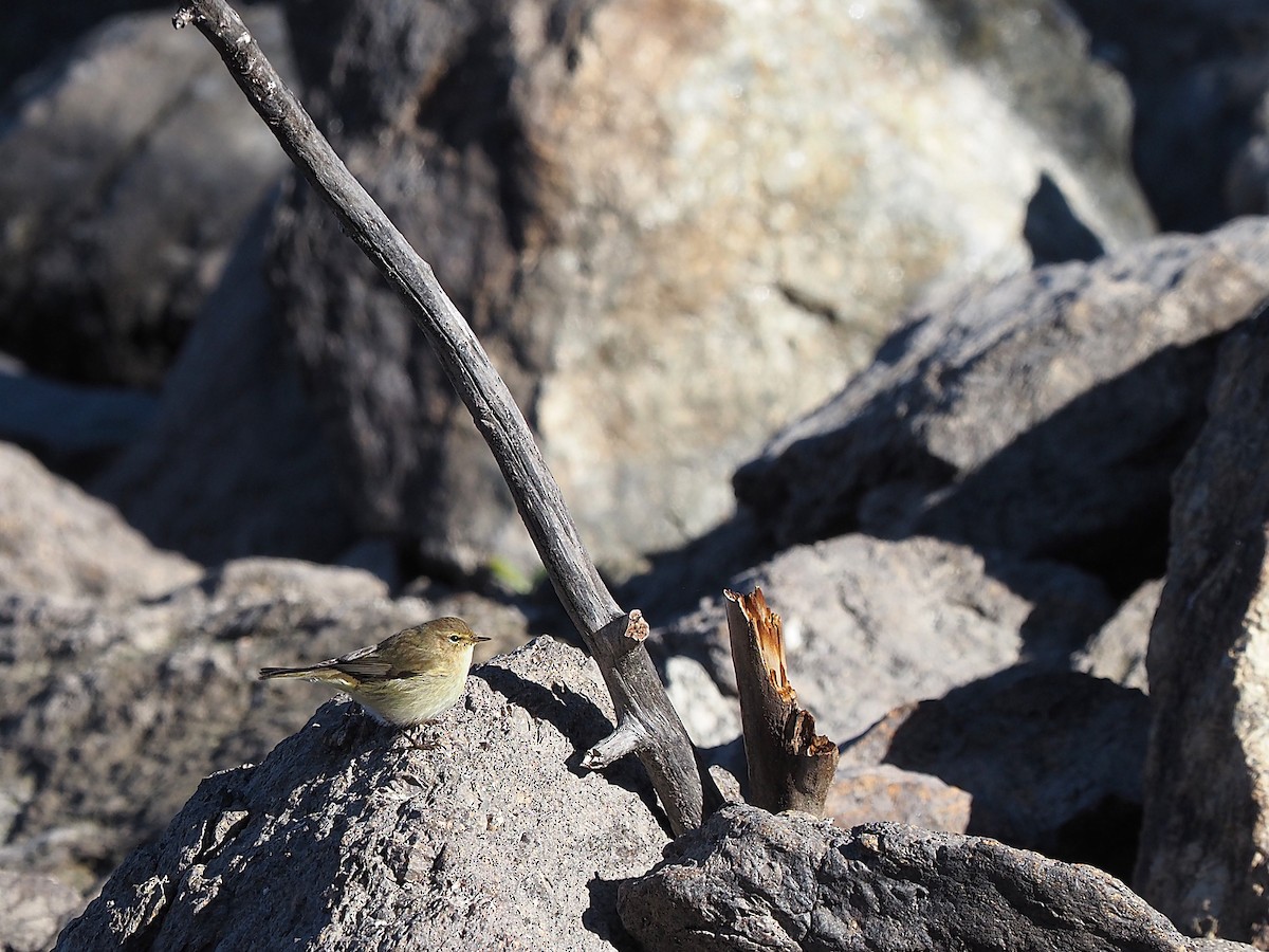 עלווית חורף - ML647355684