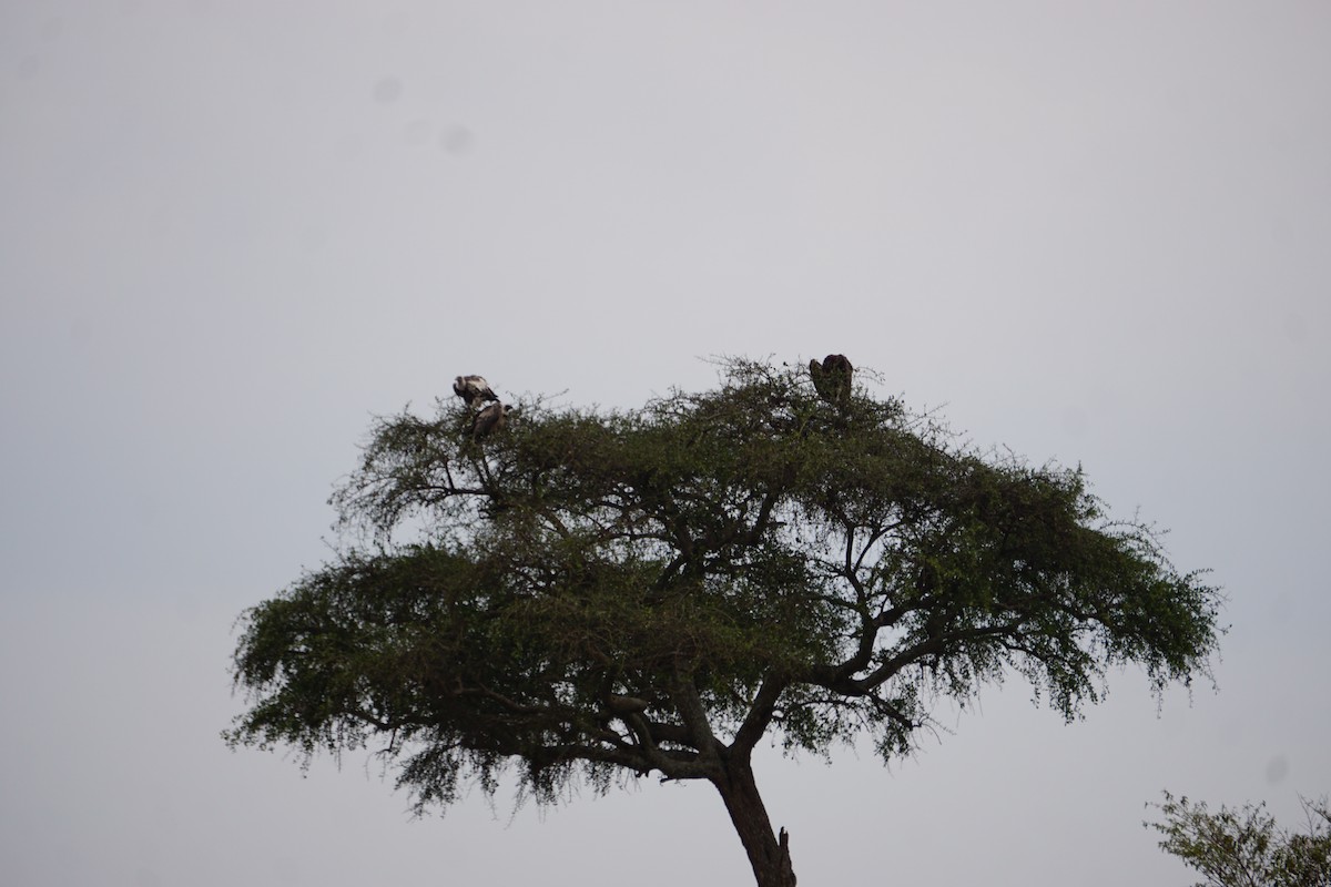 White-backed Vulture - ML647355685