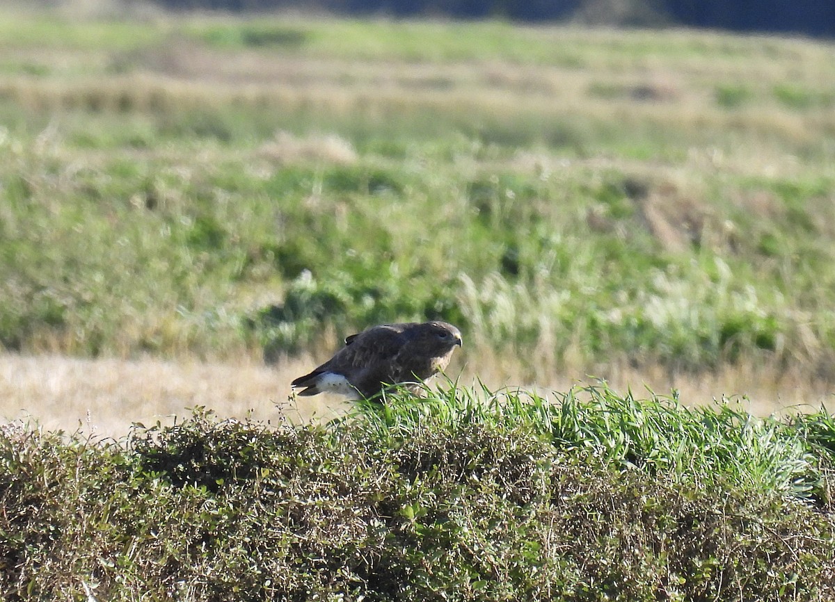 Common Buzzard - ML647355686
