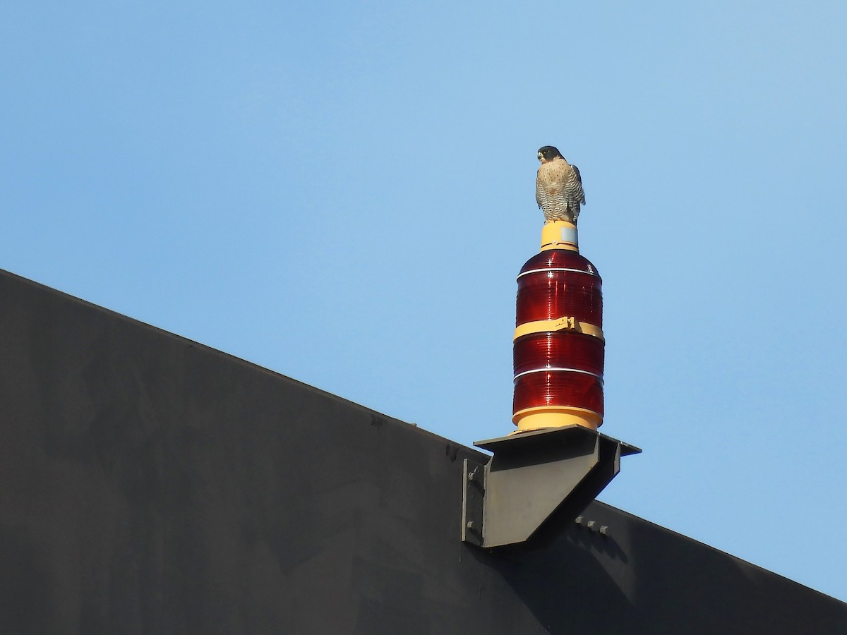 Faucon pèlerin (anatum) - ML647355688