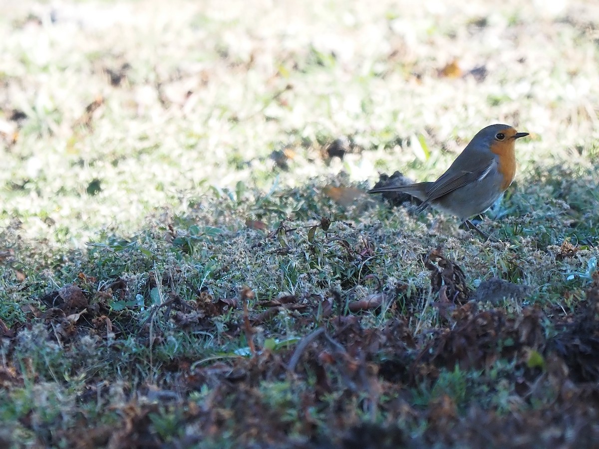 אדום חזה - ML647355703