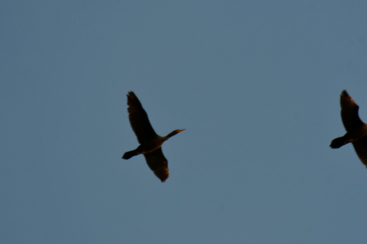 Ушастый баклан - ML647355706