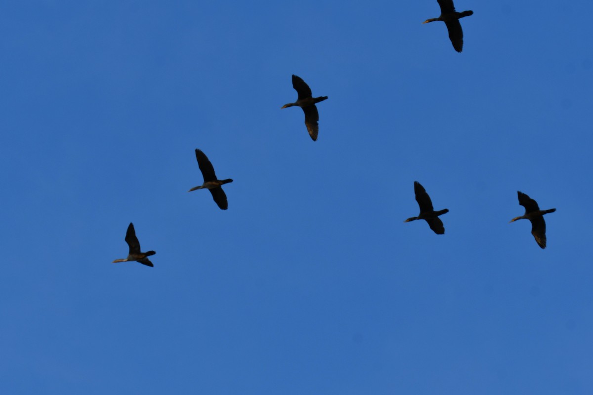 Ушастый баклан - ML647355707