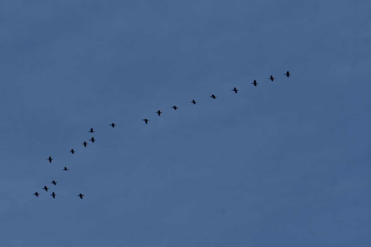 Ушастый баклан - ML647355708