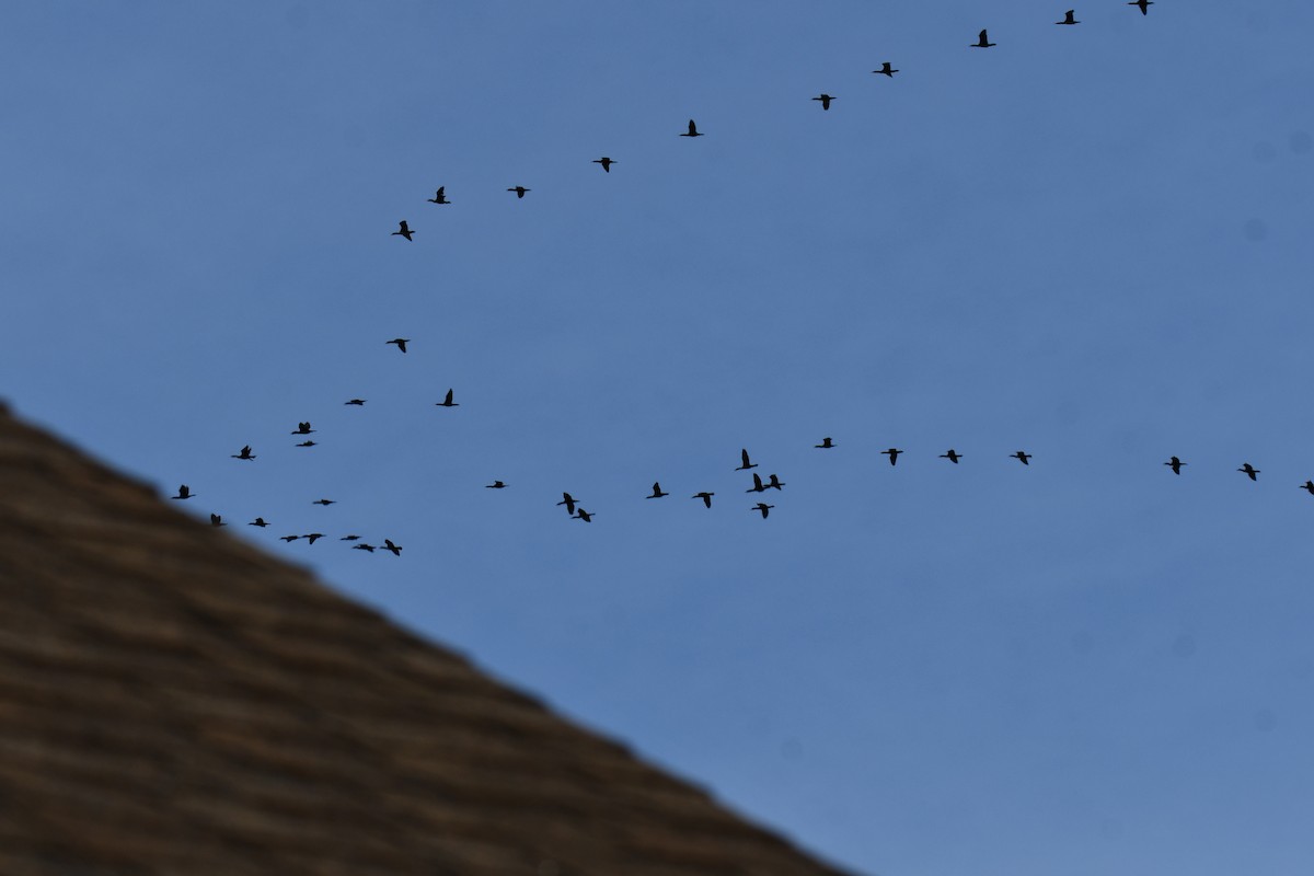 Ушастый баклан - ML647355709