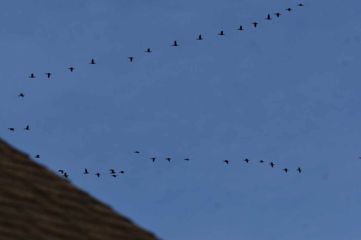 Ушастый баклан - ML647355710