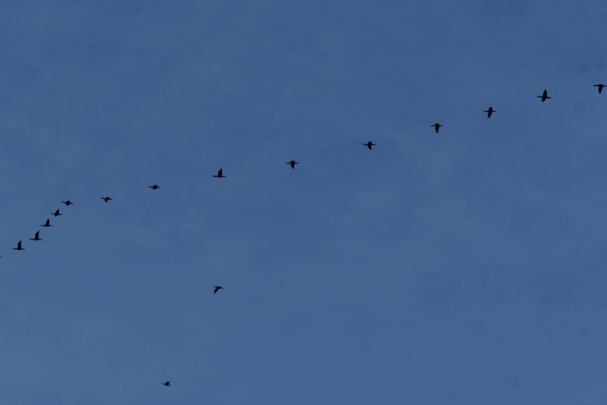 Ушастый баклан - ML647355711