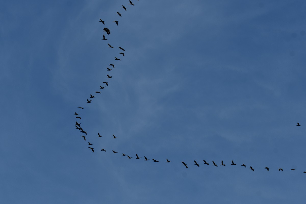 Ушастый баклан - ML647355712