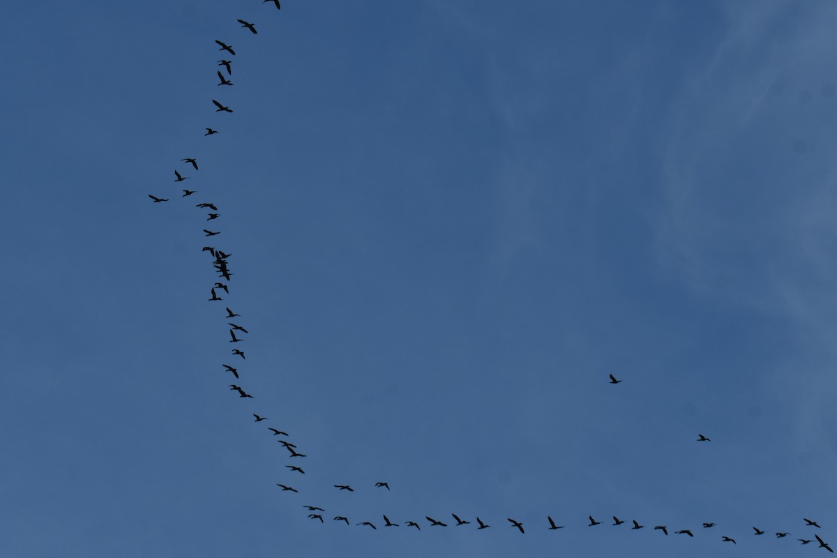 Ушастый баклан - ML647355713