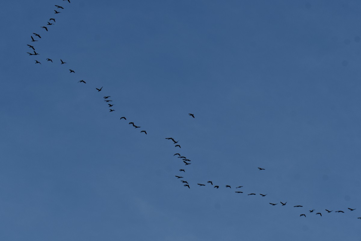 Ушастый баклан - ML647355714