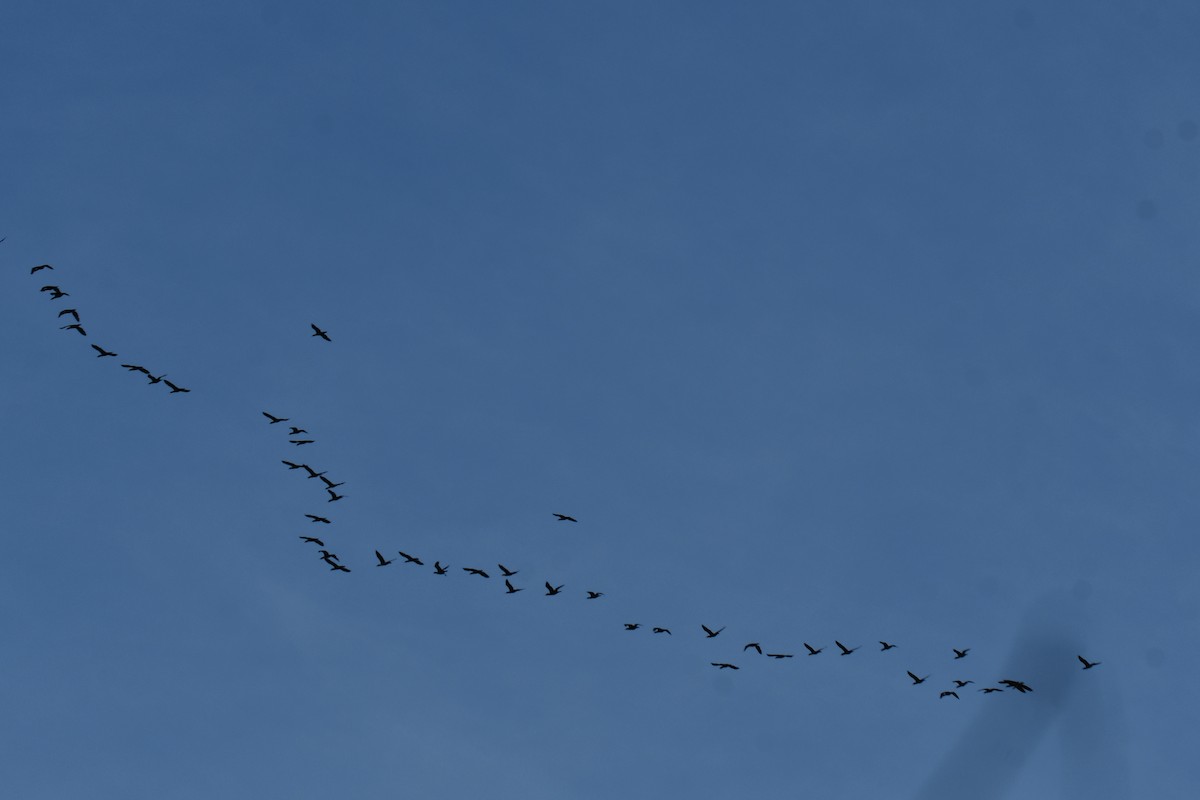 Ушастый баклан - ML647355715